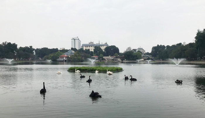 Tạm[-]dừng[-]thí[-]điểm[-]thả[-]thiên[-]nga[-]ở[-]hồ[-]Hoàn[-]Kiếm